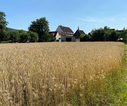 "Ihr Bett im Kornfeld" 
Bauplatz in Ebermannstadt