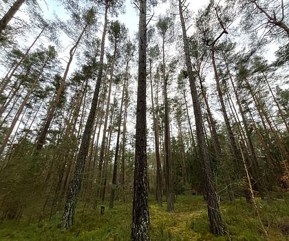 Waldfläche bei Pyrbaum - Dennenlohe